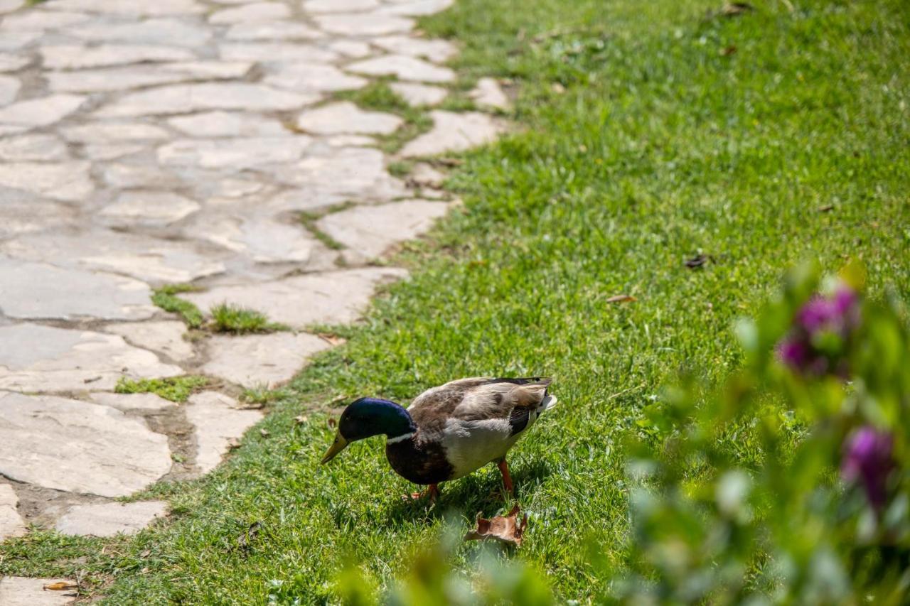 Appartement Garden & -